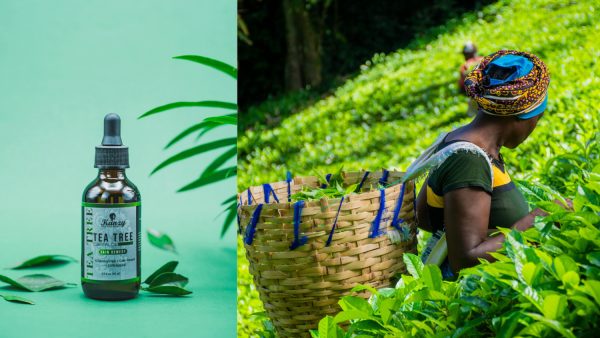 Tea tree oil bottle with fresh green leaves, used as a natural remedy for psoriasis